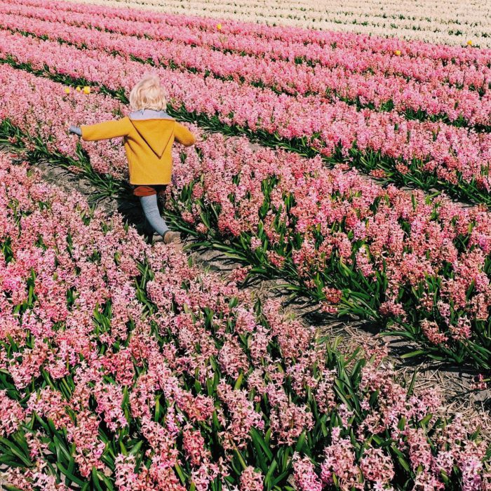 Ausflug zu den Tulpen nach Holland wo sind schönsten Tulpenfelder